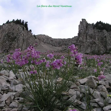 Le Nid Au Pied Du Mont Ventoux *